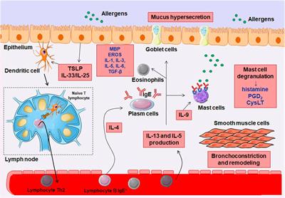A review of the pathophysiology and the role of ion channels on bronchial asthma